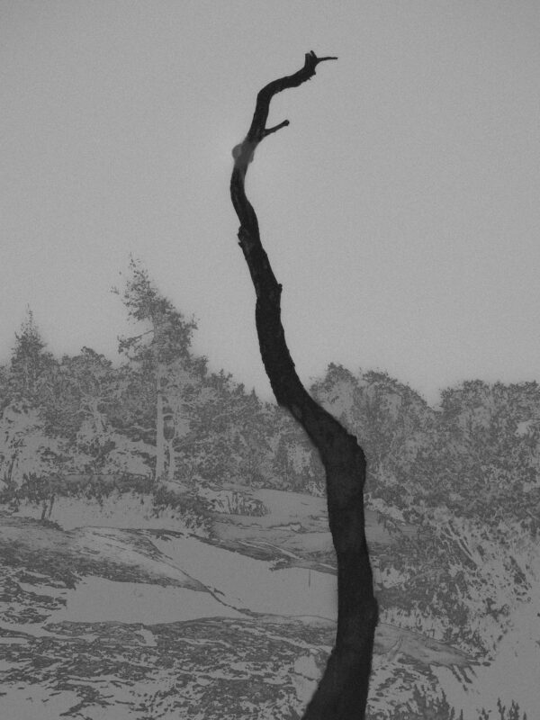  - Image 3 of 8